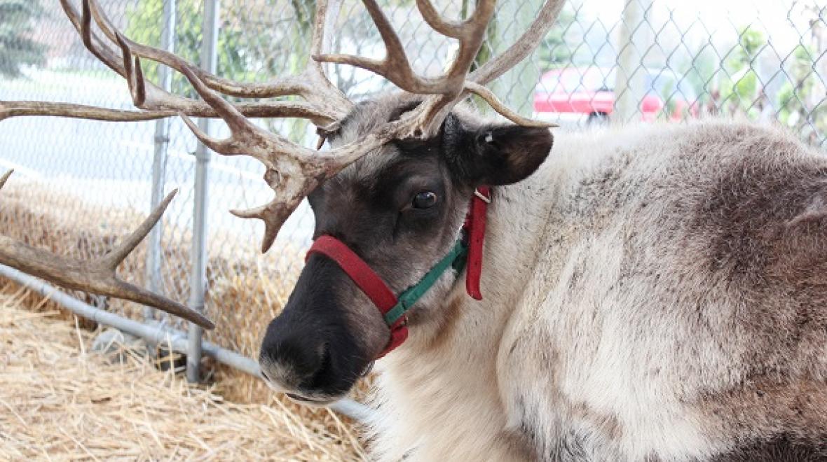 HoHoHoliday Fun on a Budget for SeattleArea Families in 2022 ParentMap